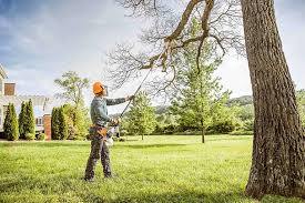 Best Tree Cabling and Bracing  in New Brighton, PA